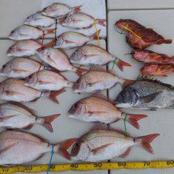 Hit Rush(ヒット ラッシュ） 釣果