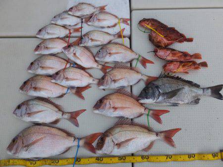 Hit Rush(ヒット ラッシュ） 釣果…