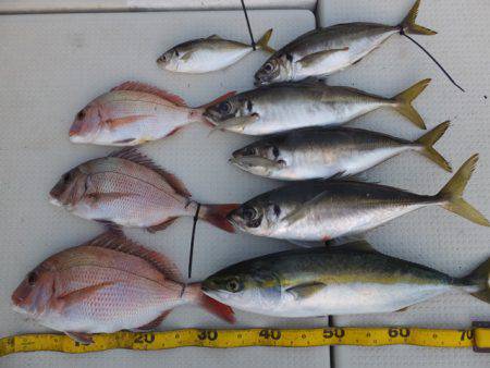 Hit Rush(ヒット ラッシュ） 釣果…