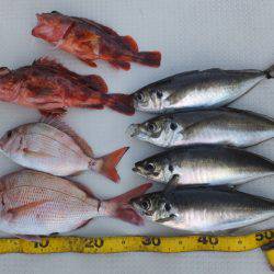 Hit Rush(ヒット ラッシュ） 釣果