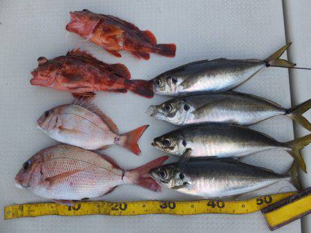 Hit Rush(ヒット ラッシュ） 釣果…