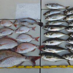 Hit Rush(ヒット ラッシュ） 釣果