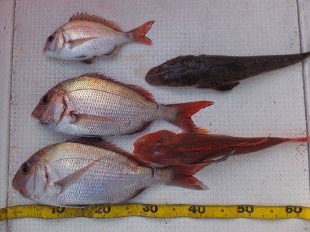 Hit Rush(ヒット ラッシュ） 釣果…