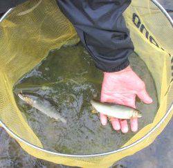 会津大川（会津非出資漁業協同組合） 釣果