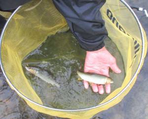 会津大川（会津非出資漁業協同組合） 釣果