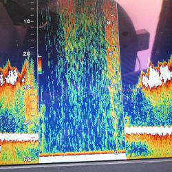 Hit Rush(ヒット ラッシュ) 釣果