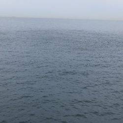 Hit Rush(ヒット ラッシュ) 釣果