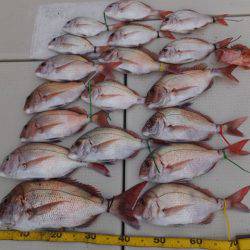 Hit Rush(ヒット ラッシュ) 釣果