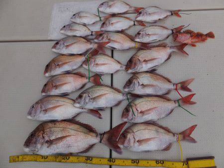 Hit Rush(ヒット ラッシュ） 釣果…