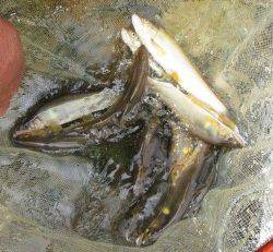 会津大川（会津非出資漁業協同組合） 釣果