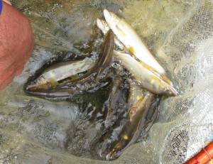 会津大川（会津非出資漁業協同組合） 釣果