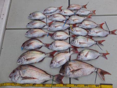 Hit Rush(ヒット ラッシュ） 釣果…