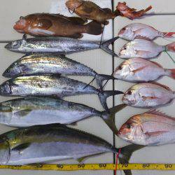 Hit Rush(ヒット ラッシュ） 釣果