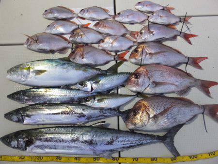 Hit Rush(ヒット ラッシュ） 釣果…