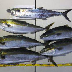 Hit Rush(ヒット ラッシュ） 釣果