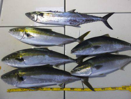 Hit Rush(ヒット ラッシュ） 釣果