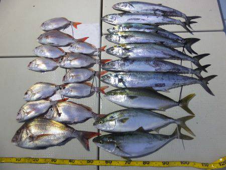 Hit Rush(ヒット ラッシュ） 釣果