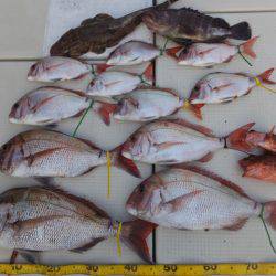 Hit Rush(ヒット ラッシュ） 釣果