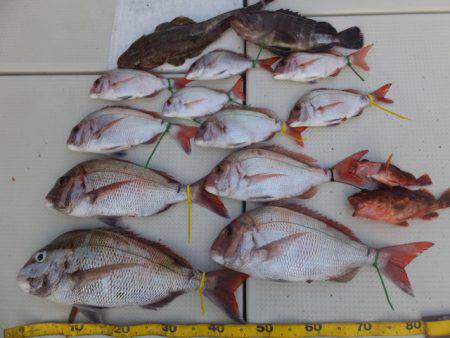 Hit Rush(ヒット ラッシュ） 釣果…