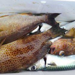 遊漁船 新鋭丸 釣果