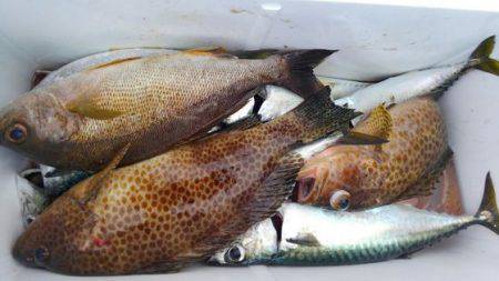 遊漁船 新鋭丸 釣果