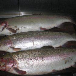 高萩ふれあいの里フィッシングエリア 釣果