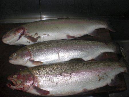 高萩ふれあいの里フィッシングエリア 釣果