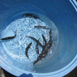 狩野川(狩野川漁業協同組合) 釣果