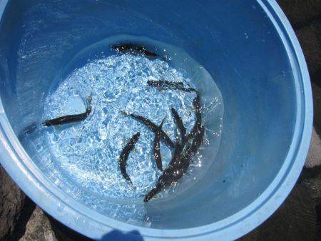 狩野川(狩野川漁業協同組合) 釣果