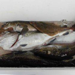 大進丸(新潟) 釣果