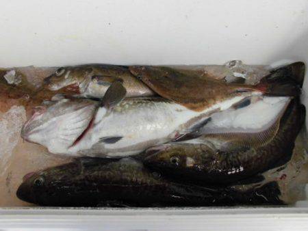 大進丸(新潟) 釣果