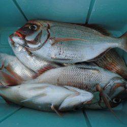 大進丸（新潟） 釣果