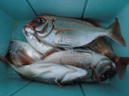 大進丸（新潟） 釣果