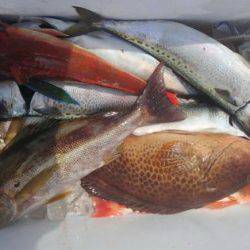 遊漁船 新鋭丸 釣果