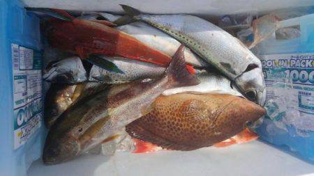 遊漁船 新鋭丸 釣果