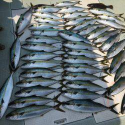 ふじしめ丸 釣果