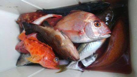 遊漁船 新鋭丸 釣果