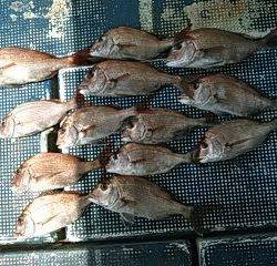 フィッシングガイド りょう 釣果