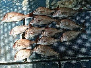 フィッシングガイド りょう 釣果