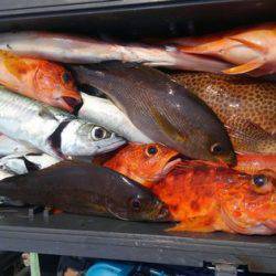 遊漁船 新鋭丸 釣果