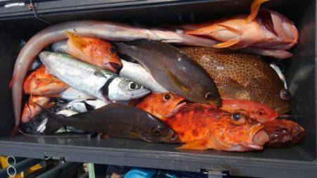 遊漁船 新鋭丸 釣果