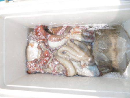 かもめ釣船 釣果