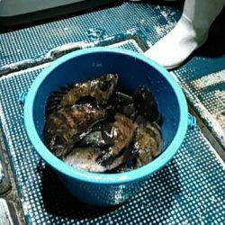 フィッシングガイド りょう 釣果