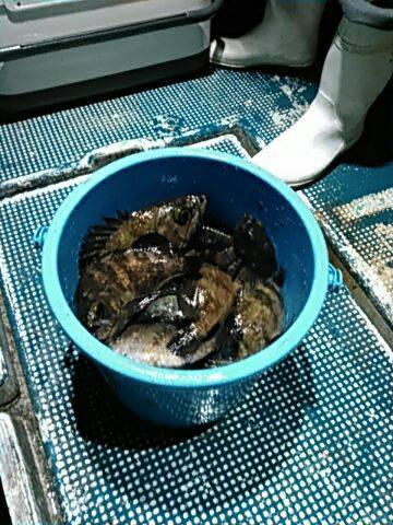 フィッシングガイド りょう 釣果