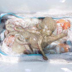 かもめ釣船 釣果