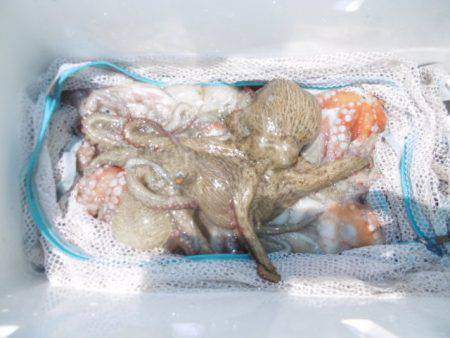 かもめ釣船 釣果