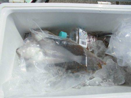 大進丸（新潟） 釣果