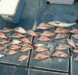 フィッシングガイド りょう 釣果