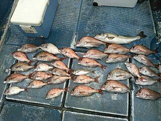 フィッシングガイド りょう 釣果