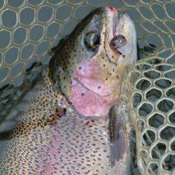 小菅トラウトガーデン 釣果